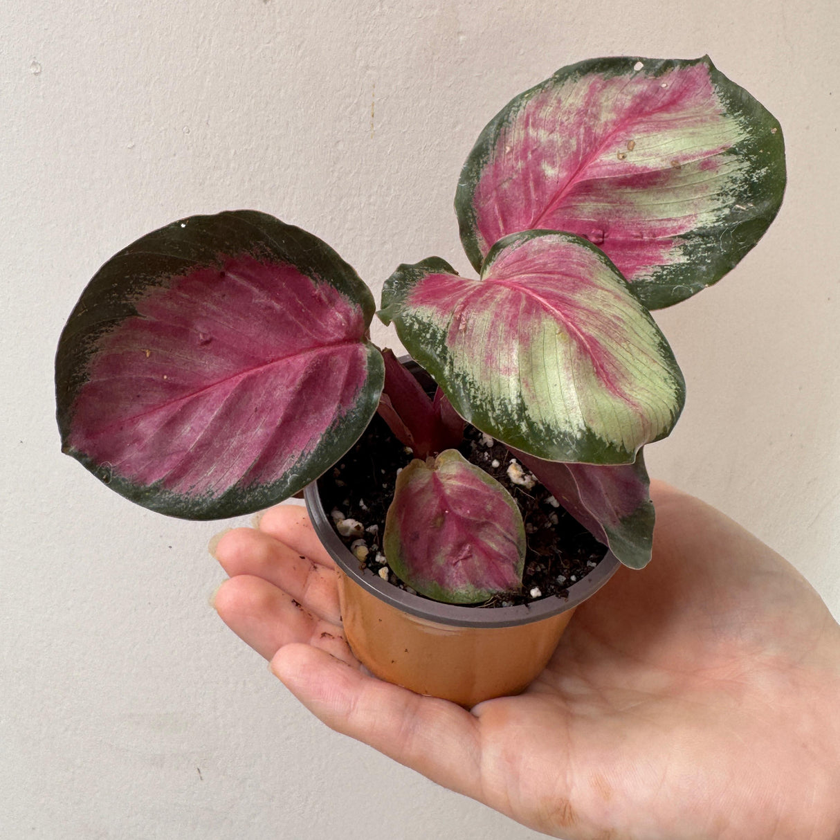 Calathea Roseopicta Rosy in 2" Grow Pot – Live Calathea ‘Peacock’ – Air Purifying Houseplant – Easy Care & Low Maintenance Indoor Plant – Decorative Foliage Plant