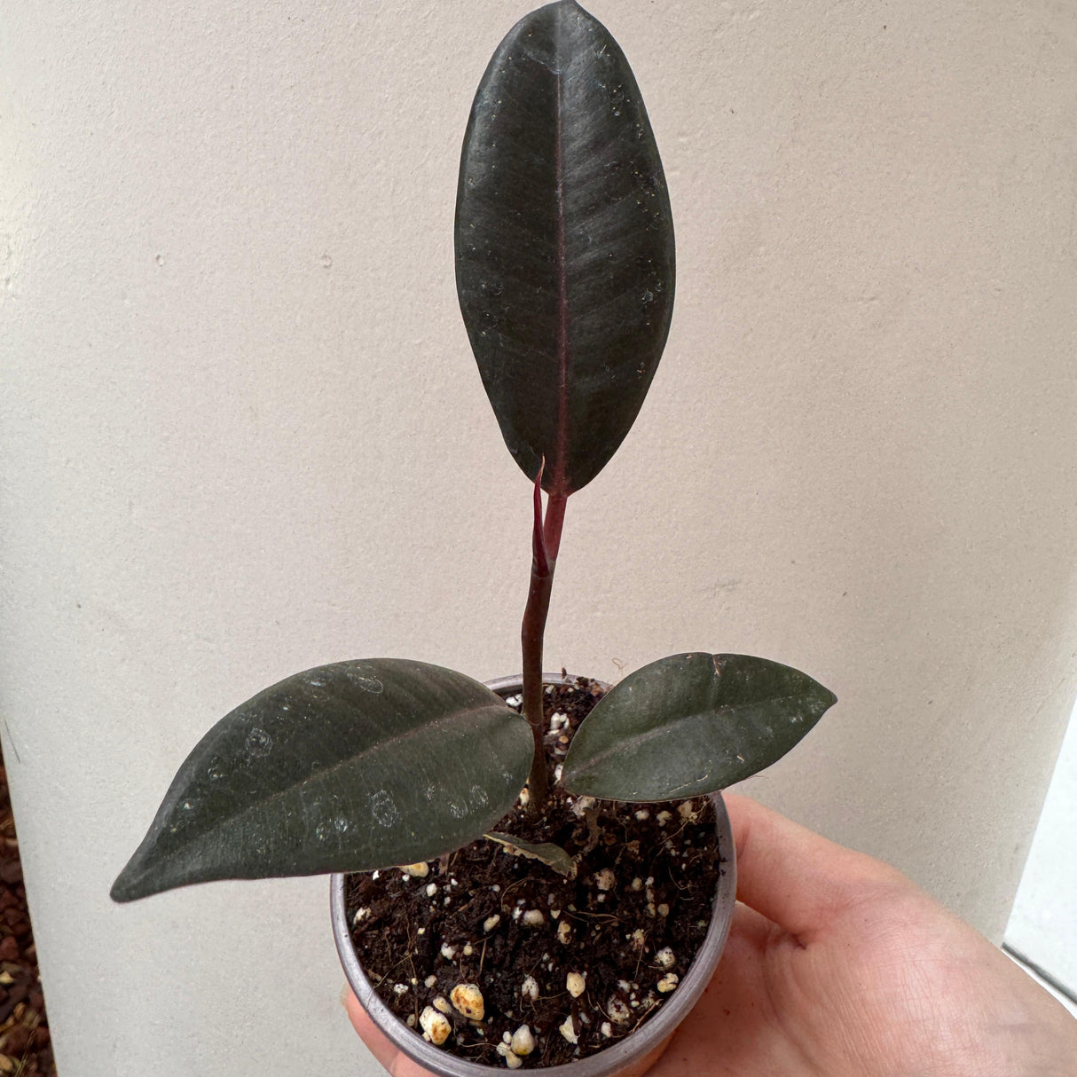 Burgundy Rubber Tree in 2" Grow Pot – Ficus elastica ‘Burgundy’ – Easy Care Indoor Houseplant with Dark Foliage – Low Maintenance Air Purifying Compact Plant