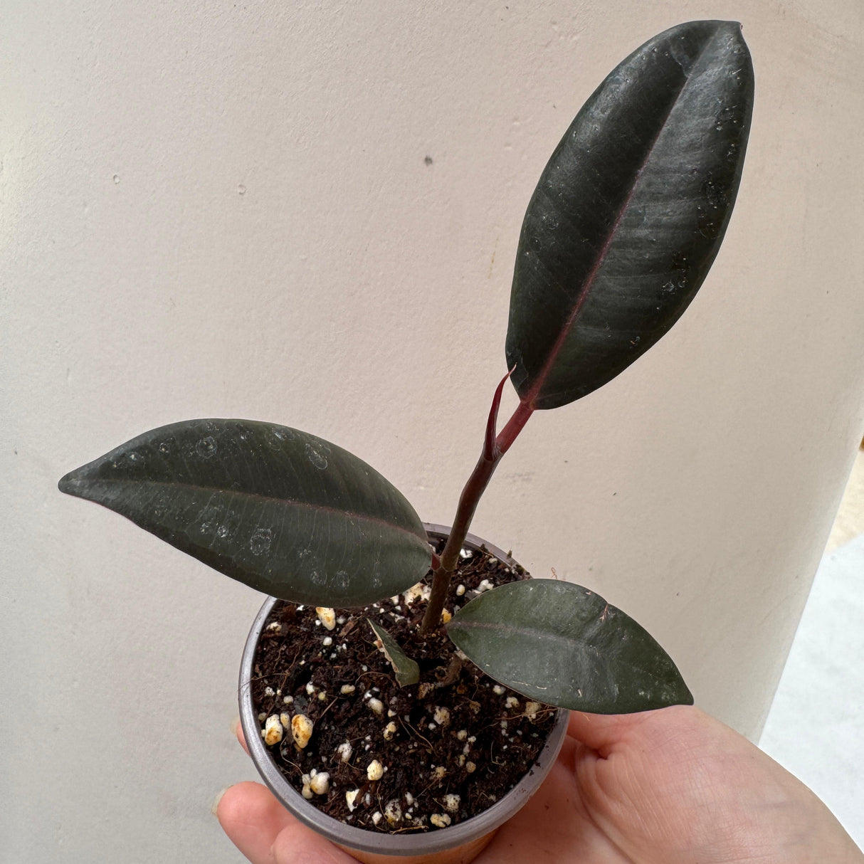 Burgundy Rubber Tree in 2" Grow Pot – Ficus elastica ‘Burgundy’ – Easy Care Indoor Houseplant with Dark Foliage – Low Maintenance Air Purifying Compact Plant