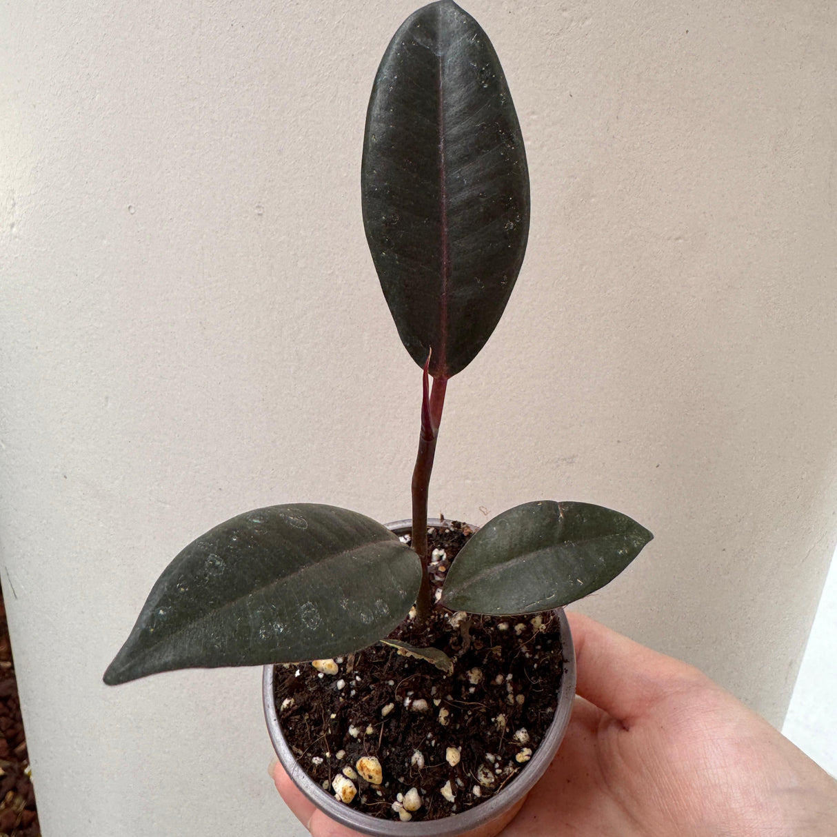 Burgundy Rubber Tree in 2" Grow Pot – Ficus elastica ‘Burgundy’ – Easy Care Indoor Houseplant with Dark Foliage – Low Maintenance Air Purifying Compact Plant