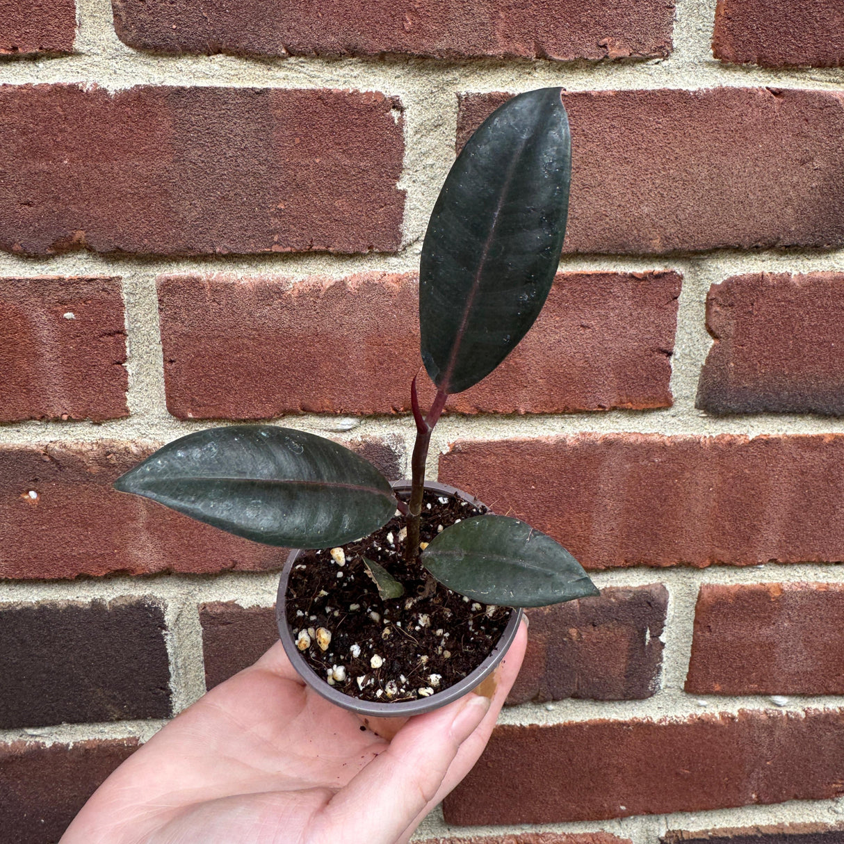 Burgundy Rubber Tree in 2" Grow Pot – Ficus elastica ‘Burgundy’ – Easy Care Indoor Houseplant with Dark Foliage – Low Maintenance Air Purifying Compact Plant