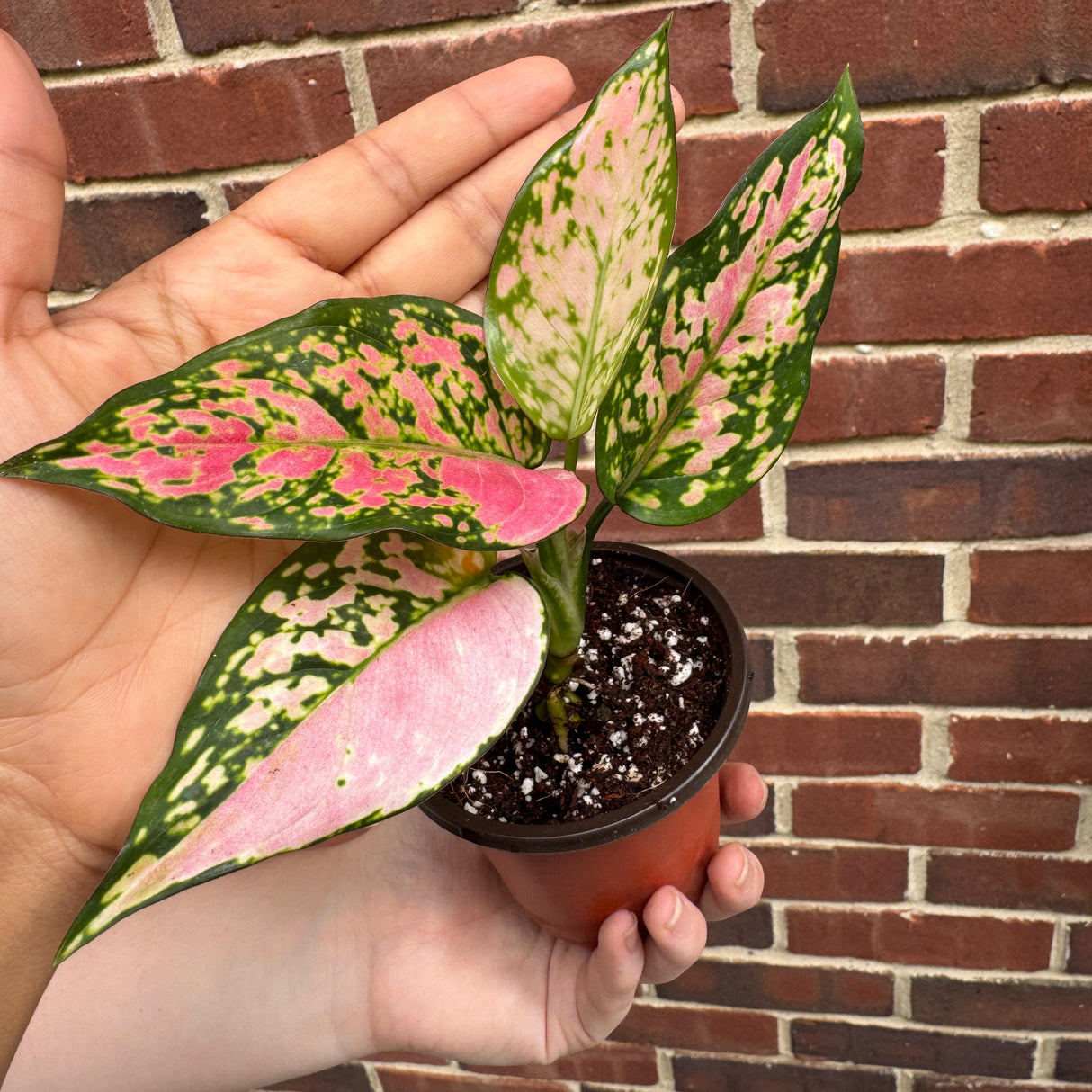 Aglaonema Lady Valentine in 2" Pot - Rare Pink Indoor Plant - Chinese Evergreen Live Plant - Easy Care Houseplant - Home & Office Gift
