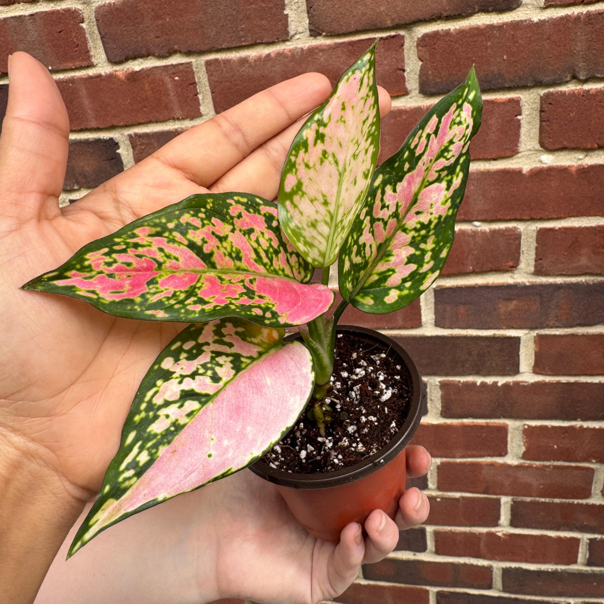 Aglaonema Lady Valentine in 2" Pot - Rare Pink Indoor Plant - Chinese Evergreen Live Plant - Easy Care Houseplant - Home & Office Gift