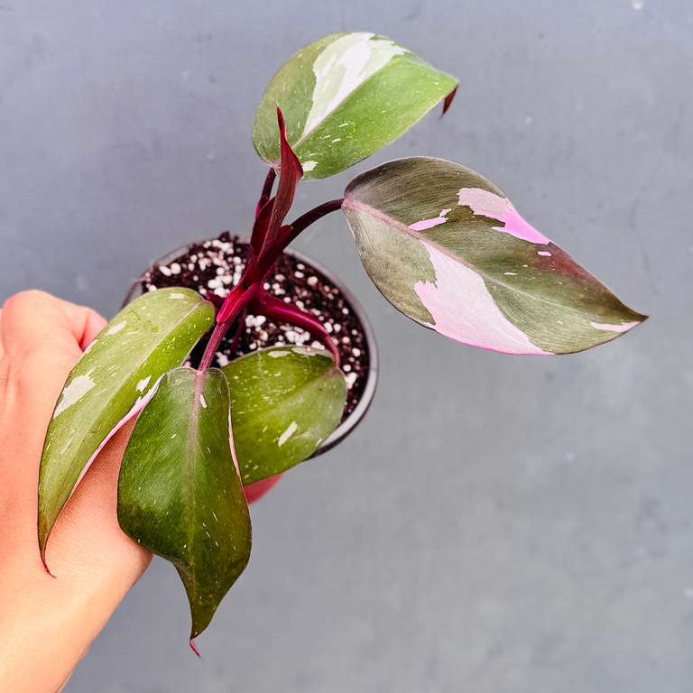 Philodendron Pink Princess with 3" Grow Pot - Variegated Live Pink Princess Marble - Tropical Gift Houseplant - Beginners Plant