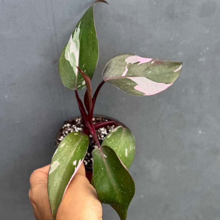 Philodendron Pink Princess with 3" Grow Pot - Variegated Live Pink Princess Marble - Tropical Gift Houseplant - Beginners Plant