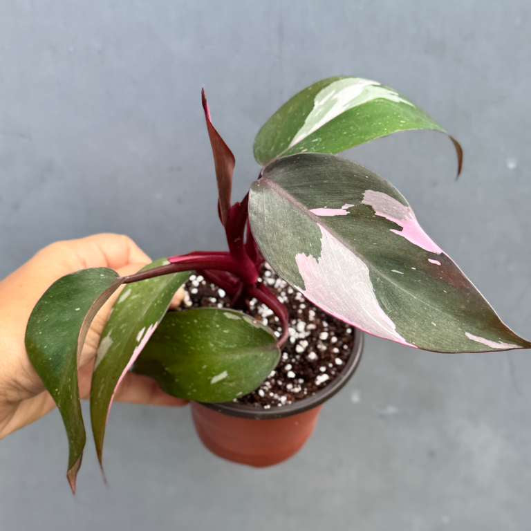 Philodendron Pink Princess with 3" Grow Pot - Variegated Live Pink Princess Marble - Tropical Gift Houseplant - Beginners Plant