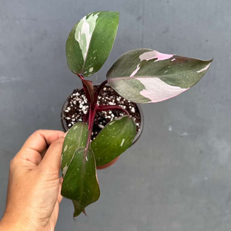 Philodendron Pink Princess with 3" Grow Pot - Variegated Live Pink Princess Marble - Tropical Gift Houseplant - Beginners Plant