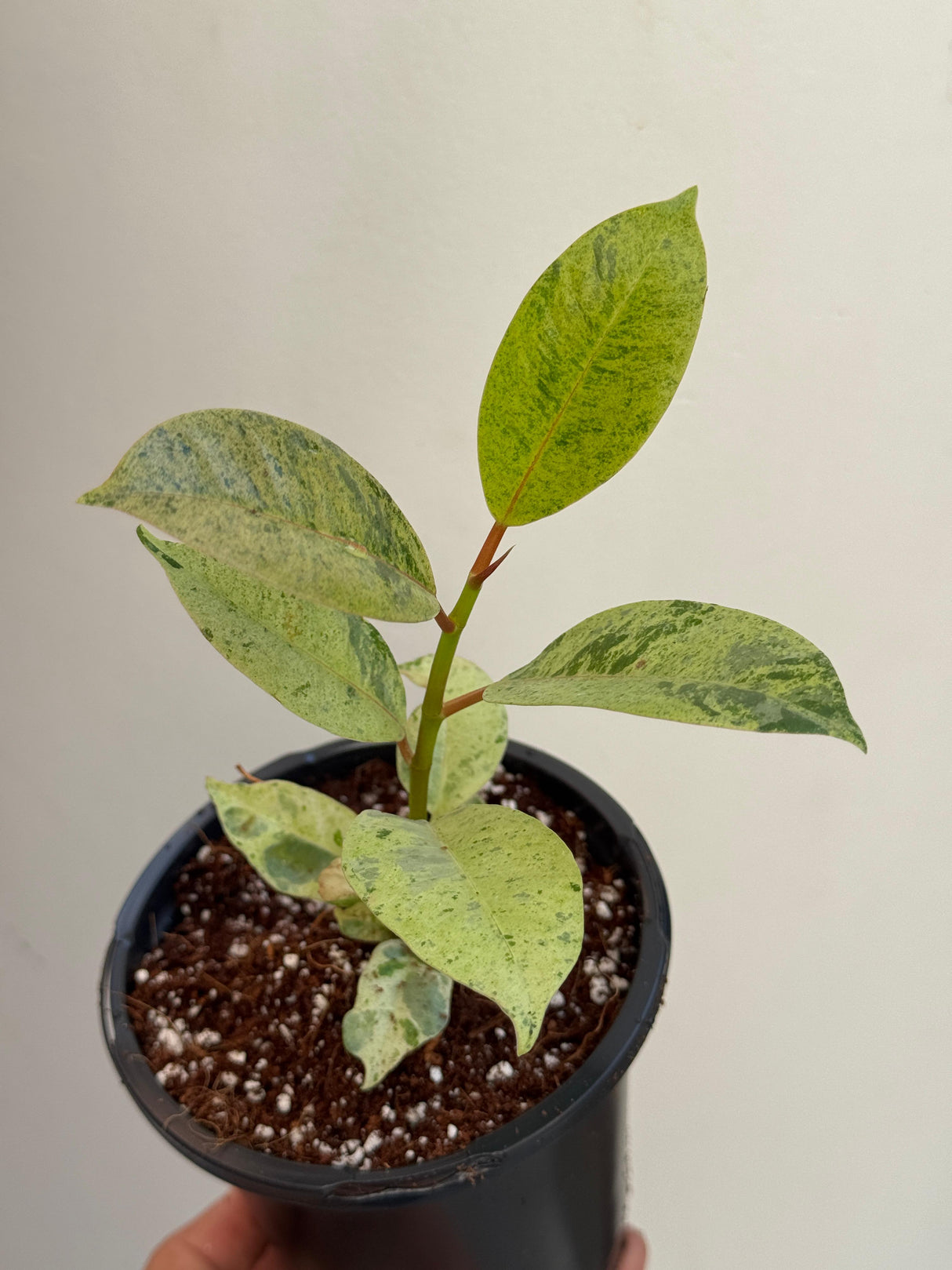Ficus Shivereana Variegated in 4" Nursery Pot - Tropical House Plant - Rare Rubber Plant - Exotic Indoor Collector Plant - Office Gift