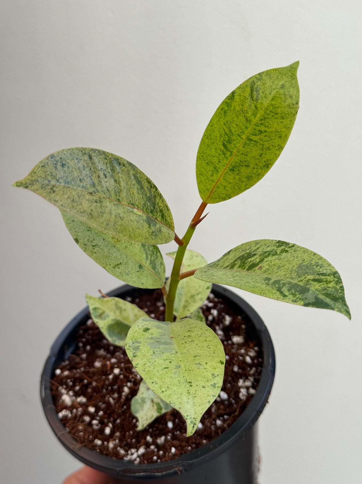 Ficus Shivereana Variegated in 4" Nursery Pot - Tropical House Plant - Rare Rubber Plant - Exotic Indoor Collector Plant - Office Gift