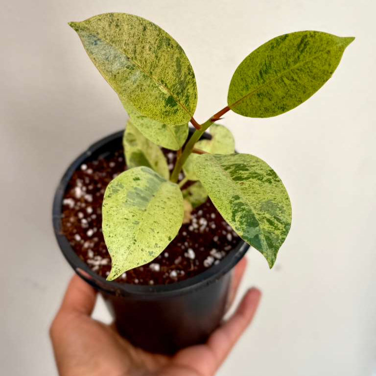 Ficus Shivereana Variegated in 4" Nursery Pot - Tropical House Plant - Rare Rubber Plant - Exotic Indoor Collector Plant - Office Gift