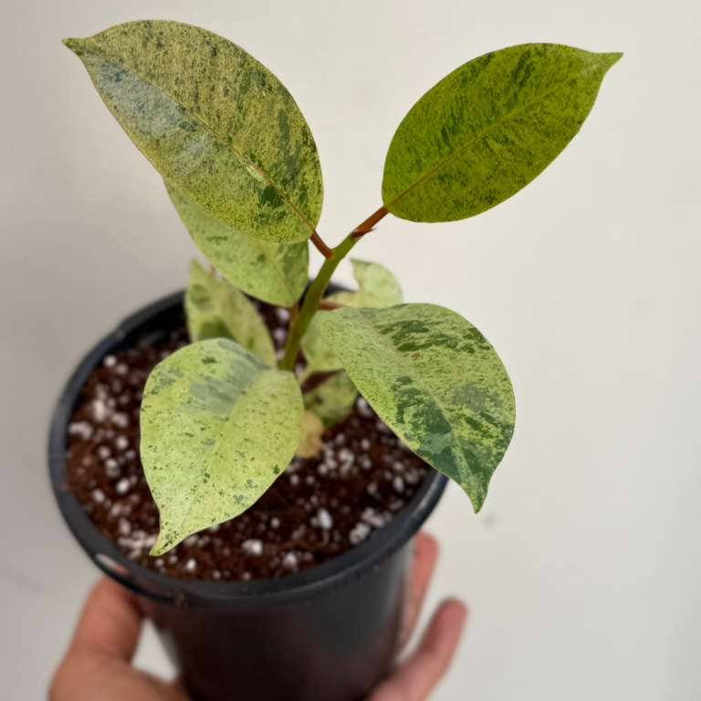 Ficus Shivereana Variegated in 4" Nursery Pot - Tropical House Plant - Rare Rubber Plant - Exotic Indoor Collector Plant - Office Gift