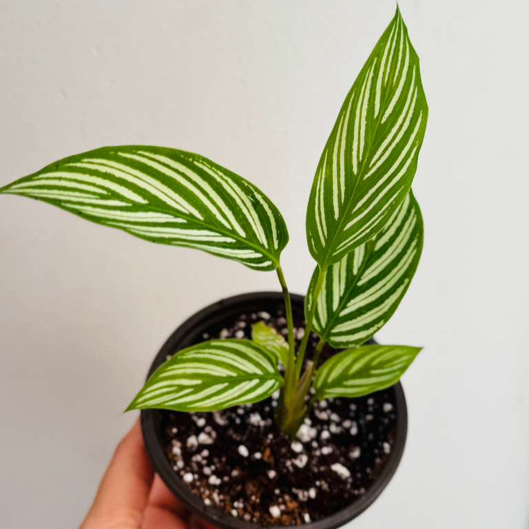 Calathea Vittata Live Plant in 3” Nursery Pot - White Striped Calathea - Indoor Easy Beginner Plant - Pet Friendly Plants - Gift Plants