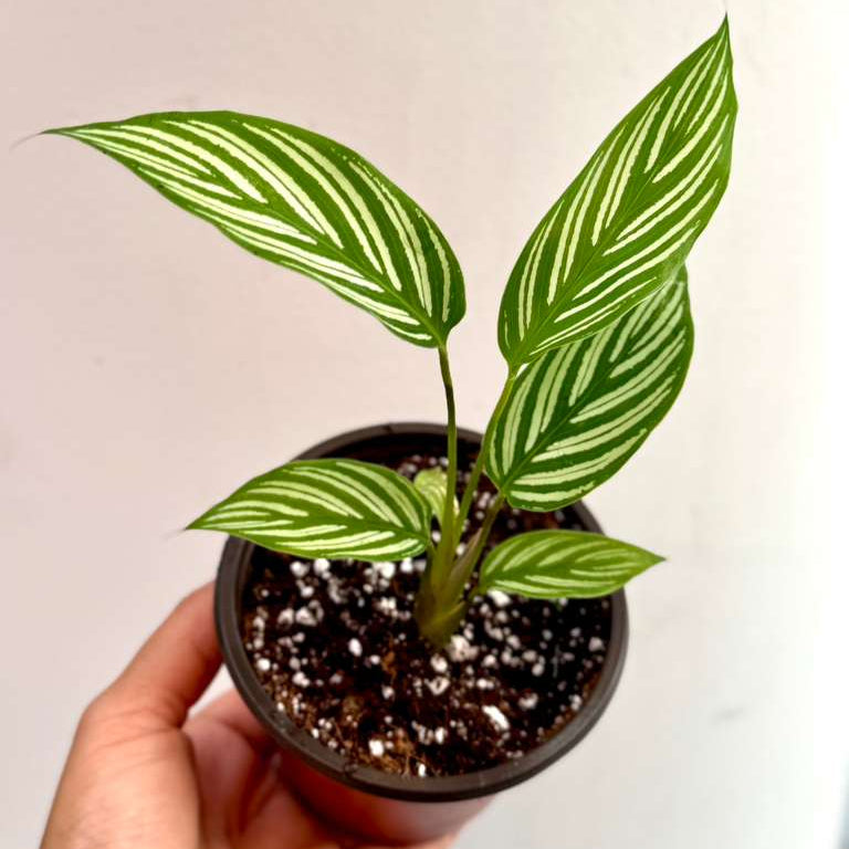 Calathea Vittata Live Plant in 3” Nursery Pot - White Striped Calathea - Indoor Easy Beginner Plant - Pet Friendly Plants - Gift Plants