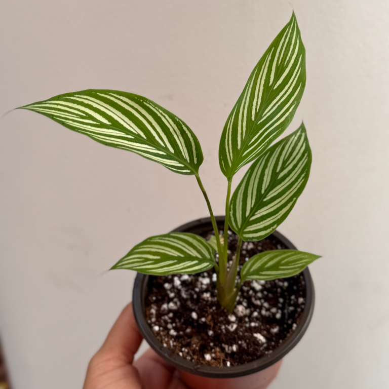 Calathea Vittata Live Plant in 3” Nursery Pot - White Striped Calathea - Indoor Easy Beginner Plant - Pet Friendly Plants - Gift Plants
