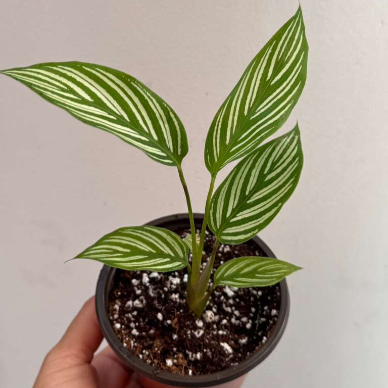 Calathea Vittata Live Plant in 3” Nursery Pot - White Striped Calathea - Indoor Easy Beginner Plant - Pet Friendly Plants - Gift Plants