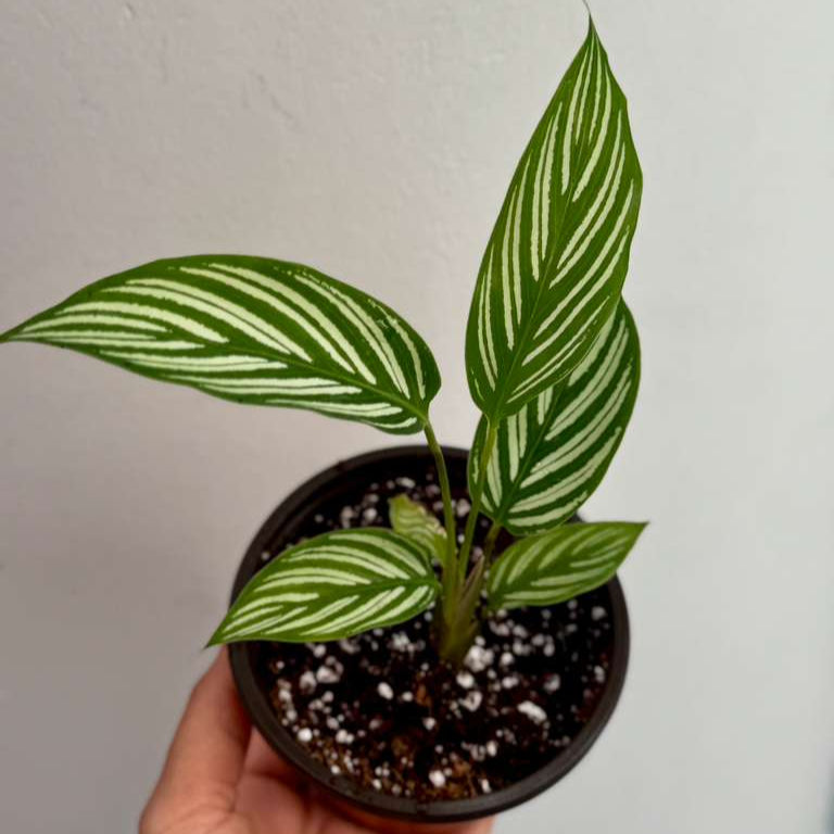 Calathea Vittata Live Plant in 3” Nursery Pot - White Striped Calathea - Indoor Easy Beginner Plant - Pet Friendly Plants - Gift Plants
