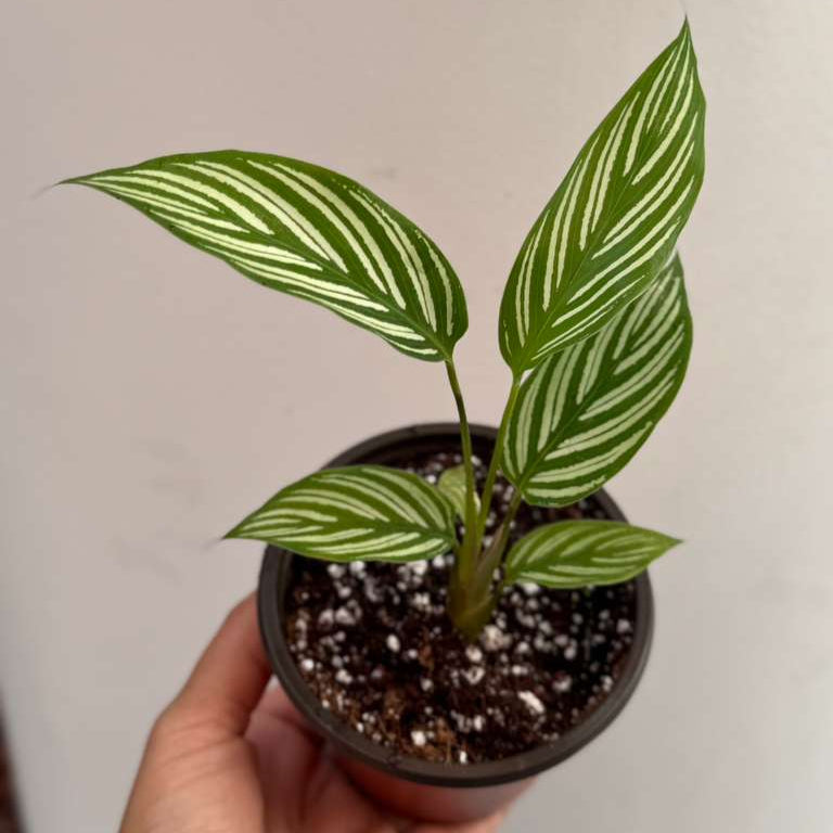 Calathea Vittata Live Plant in 3” Nursery Pot - White Striped Calathea - Indoor Easy Beginner Plant - Pet Friendly Plants - Gift Plants