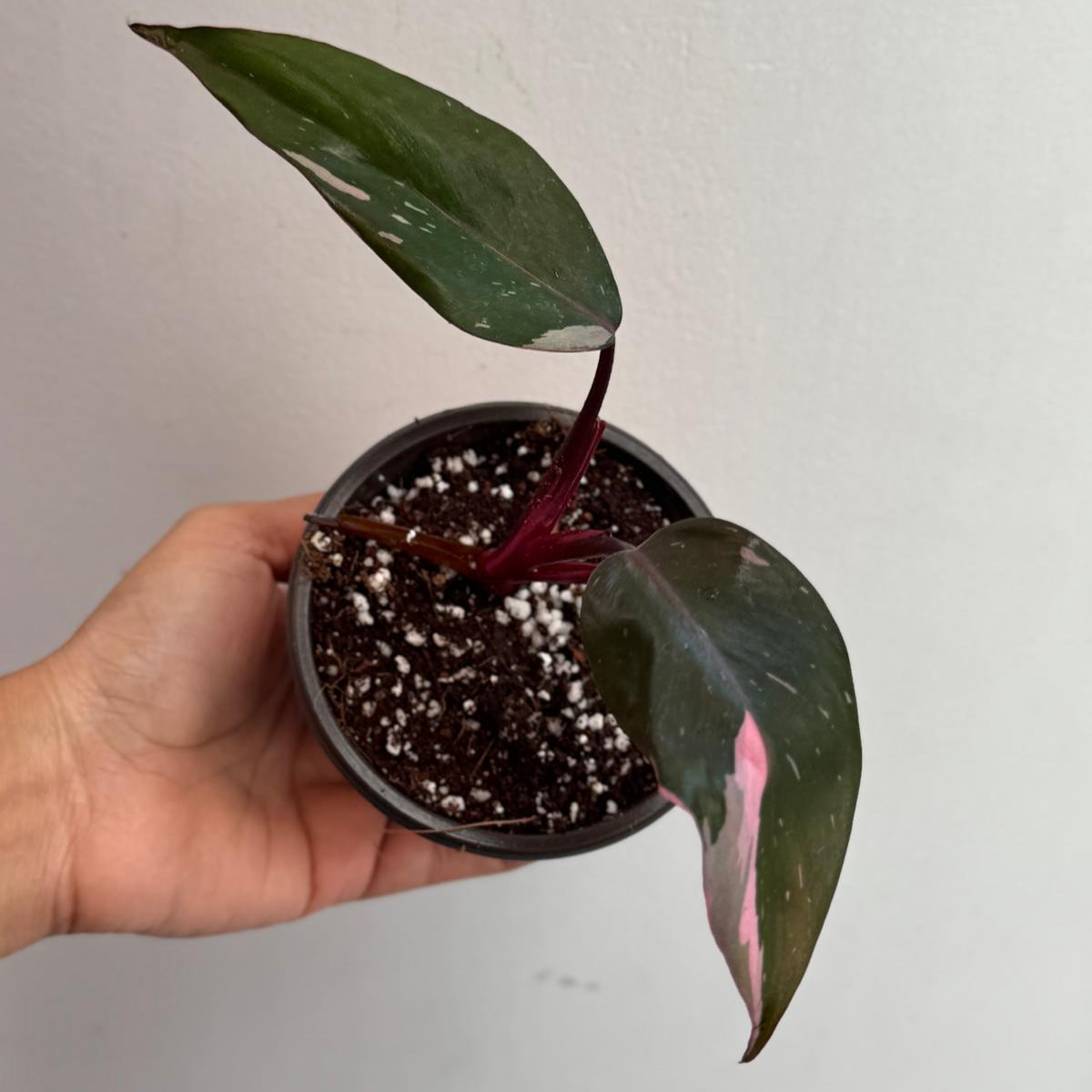 Philodendron Pink Princess with 2" Grow Pot - Variegated Live Pink Princess Marble - Tropical Gift Houseplant - Beginners Plant