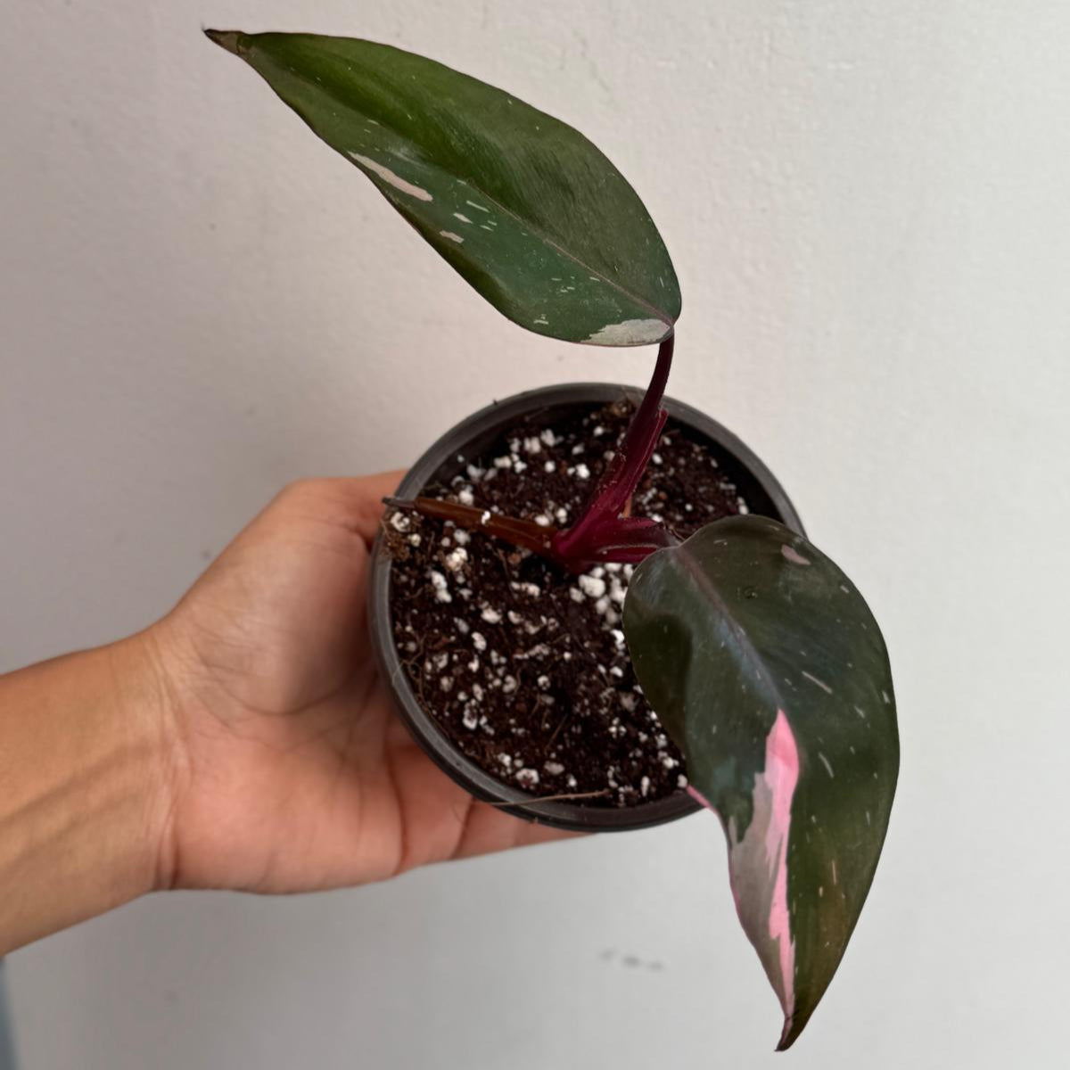 Philodendron Pink Princess with 2" Grow Pot - Variegated Live Pink Princess Marble - Tropical Gift Houseplant - Beginners Plant