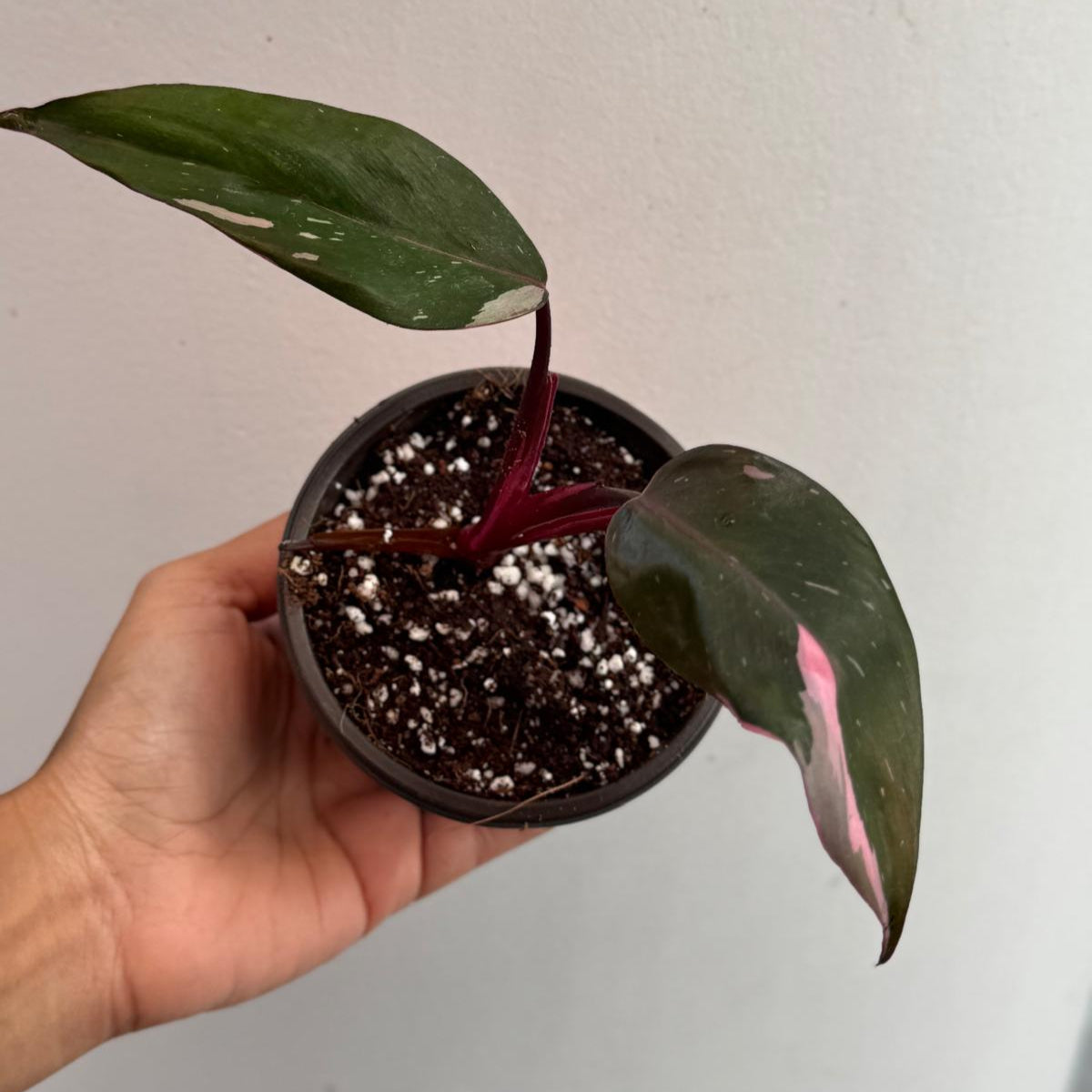 Philodendron Pink Princess with 2" Grow Pot - Variegated Live Pink Princess Marble - Tropical Gift Houseplant - Beginners Plant