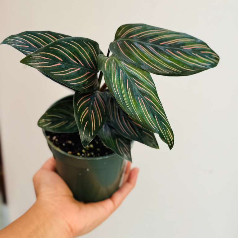 Calathea Ornata Pinstripe in 4" Grow Pot - Calathea Pinstripe Prayer Plant - Easy Care Indoor Houseplant - Live Pink Variegated Maranta Majestica Plant