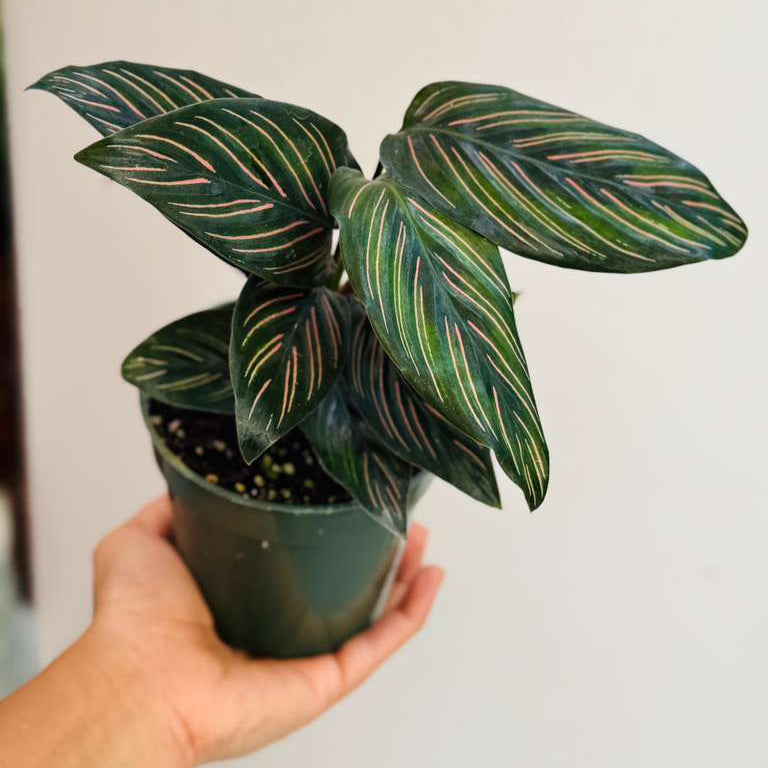 Calathea Ornata Pinstripe in 4" Grow Pot - Calathea Pinstripe Prayer Plant - Easy Care Indoor Houseplant - Live Pink Variegated Maranta Majestica Plant
