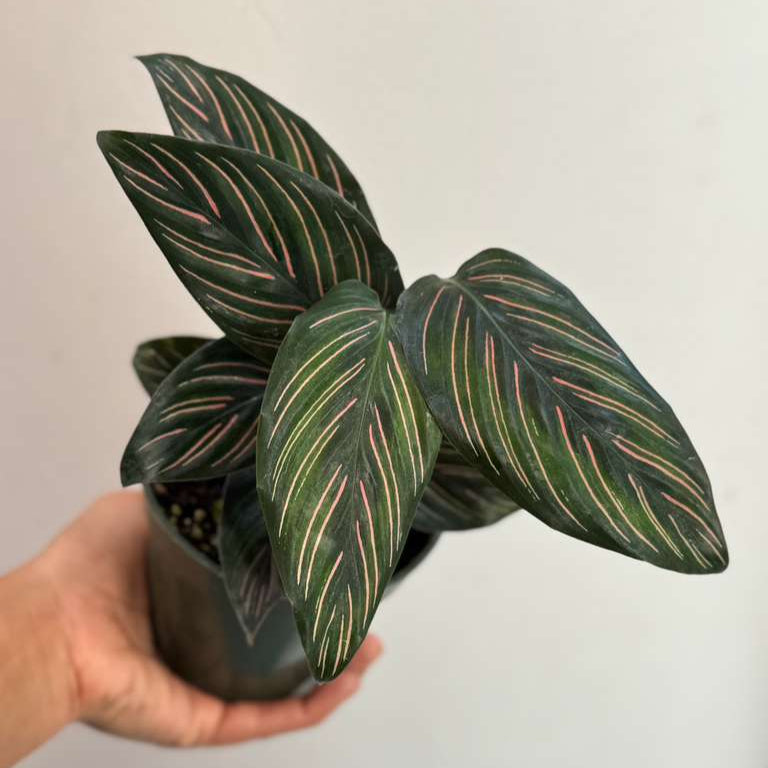 Calathea Ornata Pinstripe in 4" Grow Pot - Calathea Pinstripe Prayer Plant - Easy Care Indoor Houseplant - Live Pink Variegated Maranta Majestica Plant