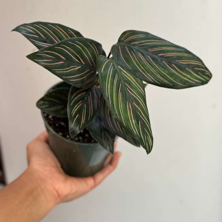 Calathea Ornata Pinstripe in 4" Grow Pot - Calathea Pinstripe Prayer Plant - Easy Care Indoor Houseplant - Live Pink Variegated Maranta Majestica Plant