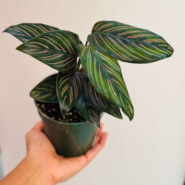 Calathea Ornata Pinstripe in 4" Grow Pot - Calathea Pinstripe Prayer Plant - Easy Care Indoor Houseplant - Live Pink Variegated Maranta Majestica Plant