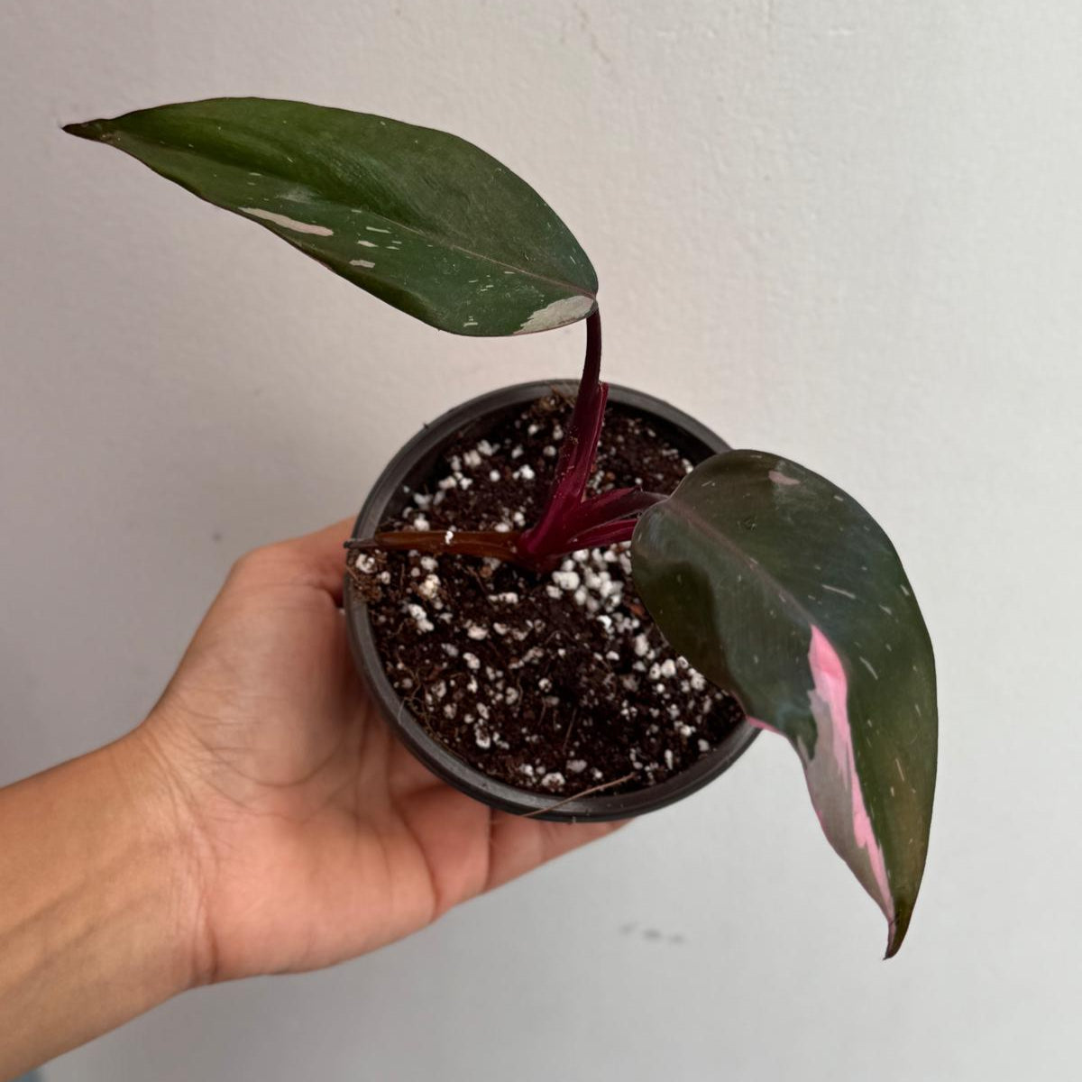 Philodendron Pink Princess with 2" Grow Pot - Variegated Live Pink Princess Marble - Tropical Gift Houseplant - Beginners Plant