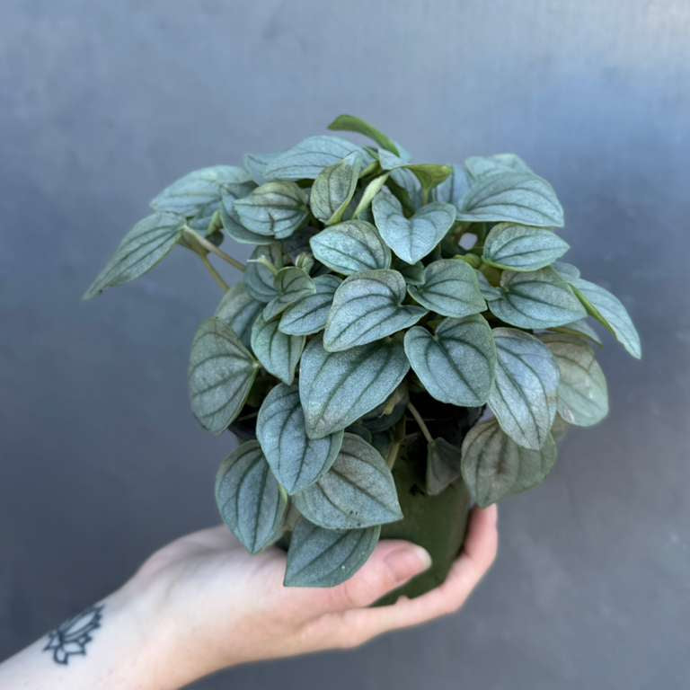 Peperomia Santorini Plant in 4' Nursery Pot | Rare Succulent Houseplant | Easy Care Indoor Plant Gift | Compact Tropical Plant