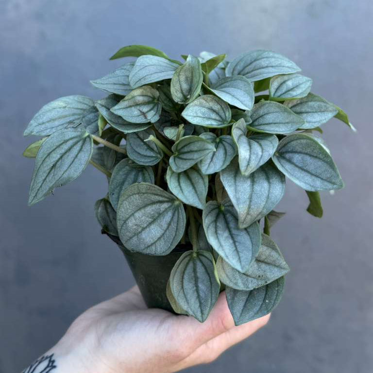 Peperomia Santorini Plant in 4' Nursery Pot | Rare Succulent Houseplant | Easy Care Indoor Plant Gift | Compact Tropical Plant