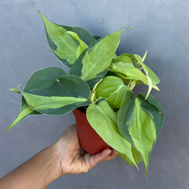 Brazil Philodendron in 4" Nursery Pot – Philodendron Hederaceum 'Brasil' – Trailing Vine Plant – Low Maintenance Indoor Plant – Vibrant Foliage – Air Purifying & Pet-Friendly Low-Light Houseplant