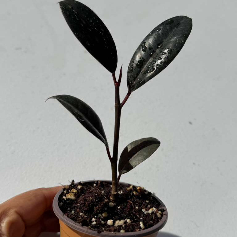 Burgundy Rubber Tree in 2" Grow Pot – Ficus elastica ‘Burgundy’ – Easy Care Indoor Houseplant with Dark Foliage – Low Maintenance Air Purifying Compact Indoor Plant