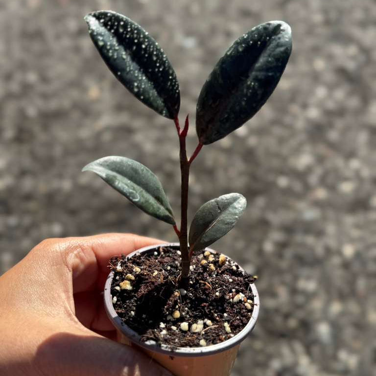 Burgundy Rubber Tree in 2" Grow Pot – Ficus elastica ‘Burgundy’ – Easy Care Indoor Houseplant with Dark Foliage – Low Maintenance Air Purifying Compact Indoor Plant