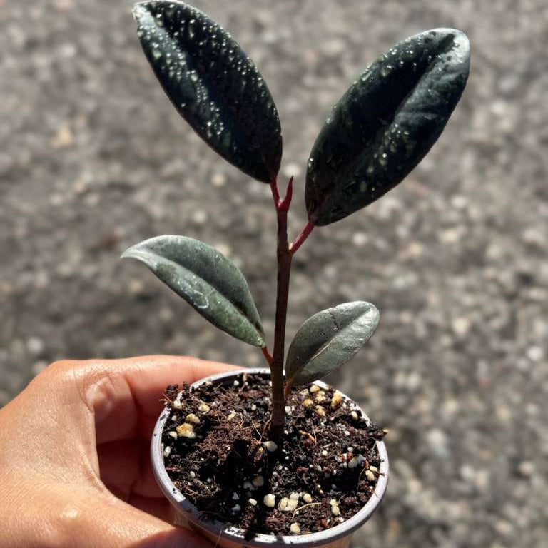 Burgundy Rubber Tree in 2" Grow Pot – Ficus elastica ‘Burgundy’ – Easy Care Indoor Houseplant with Dark Foliage – Low Maintenance Air Purifying Compact Indoor Plant