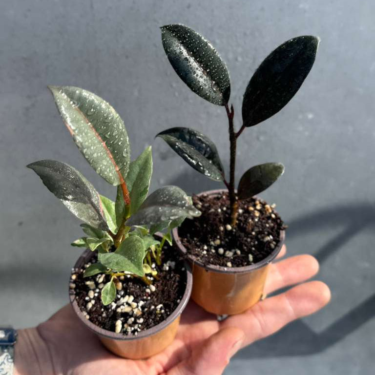 Ficus Plant Set