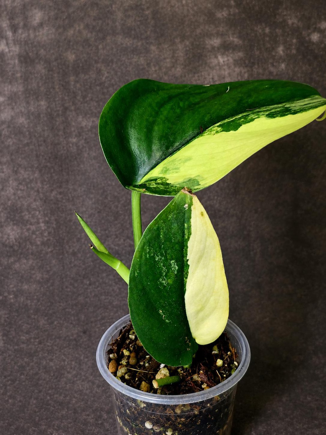 Scindapsus Jade Satin Variegated - Rare Tropical Plant - EXACT Plant - (June-09-32)