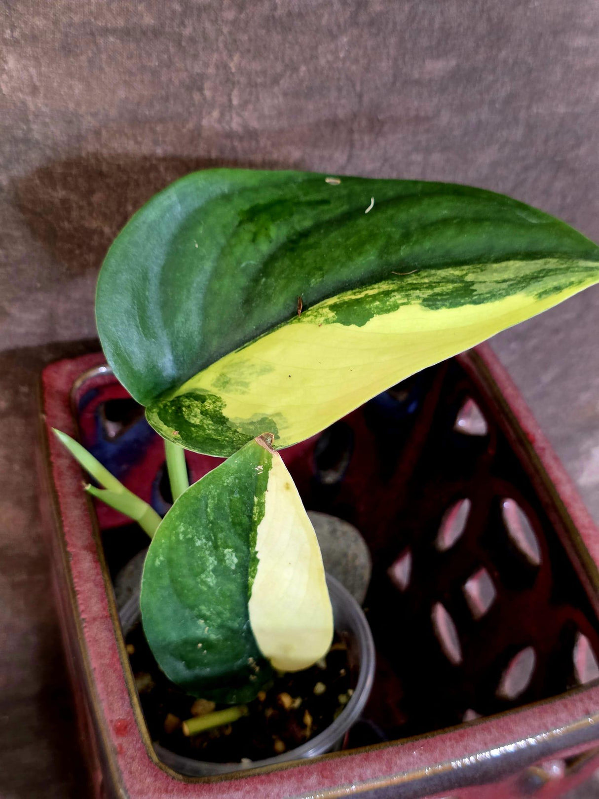 Scindapsus Jade Satin Variegated - Rare Tropical Plant - EXACT Plant - (June-09-32)