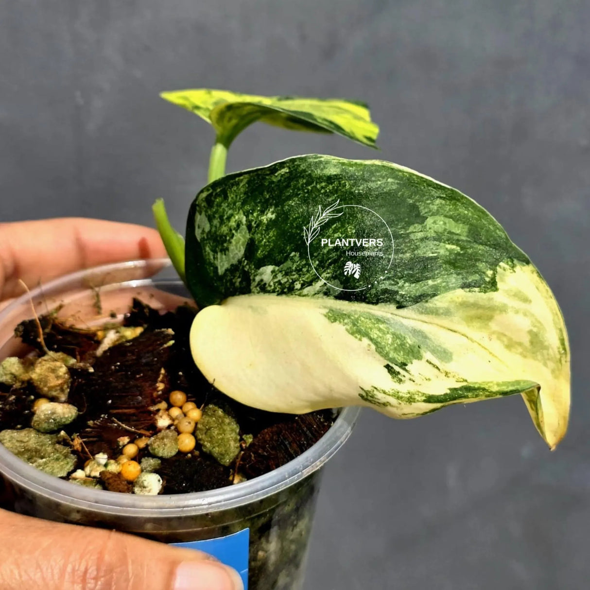 Scindapsus Jade Satin Variegated - Yellow Variegation - (June-22-10)