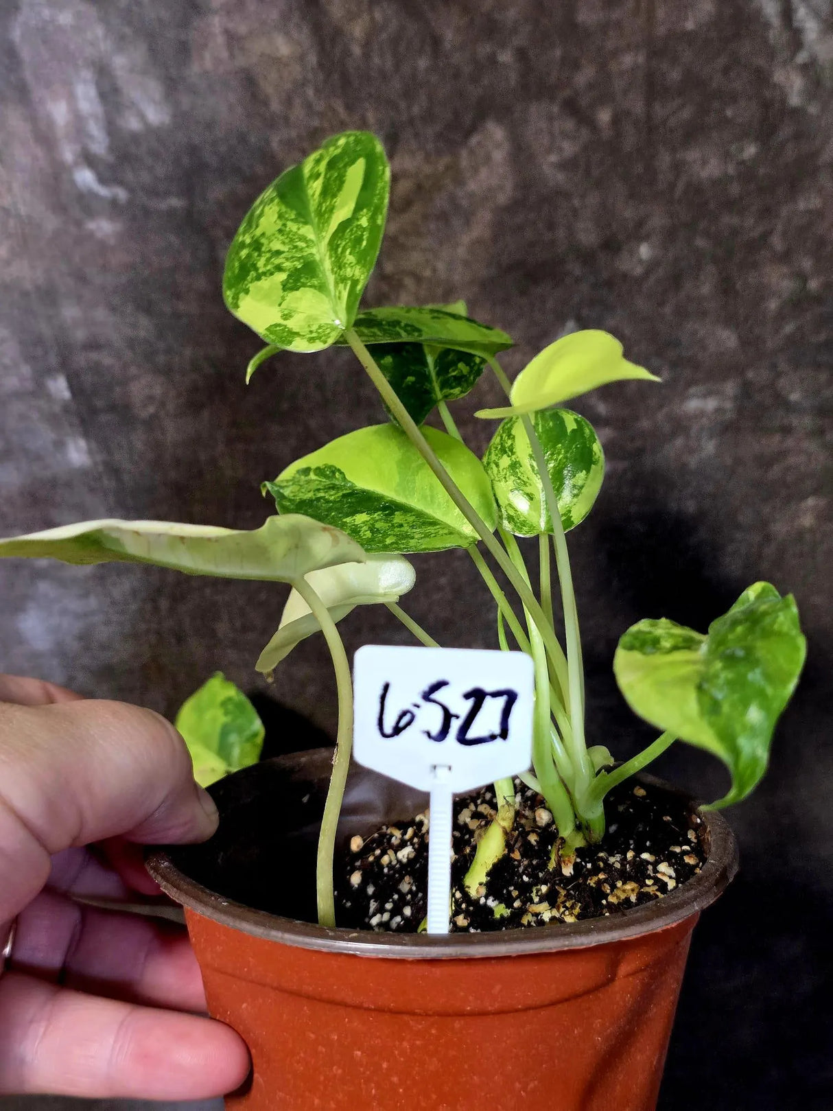Variegated Burle Marx Philodendron - EXACT Plant - US Seller - (6-5-27)
