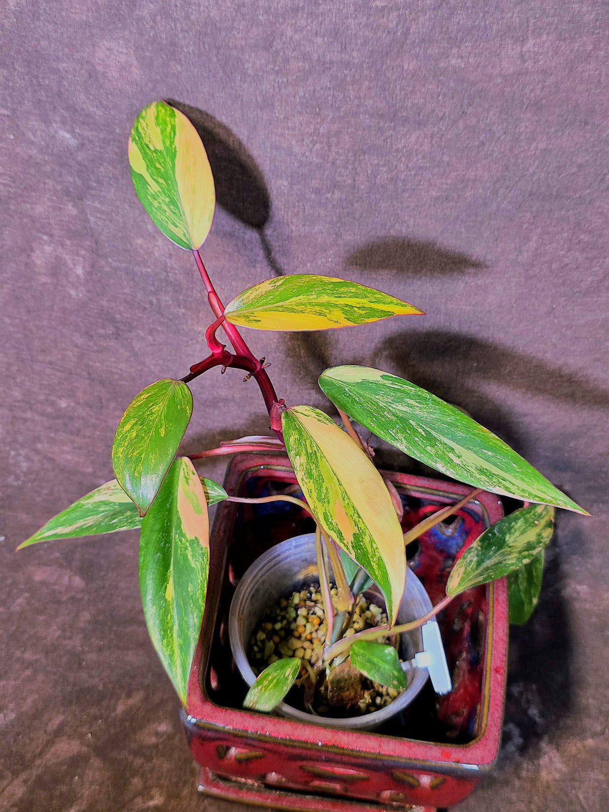 Variegated Philodendron Strawberry Shake Live Plant - EXACT Plant - (6-5-24)