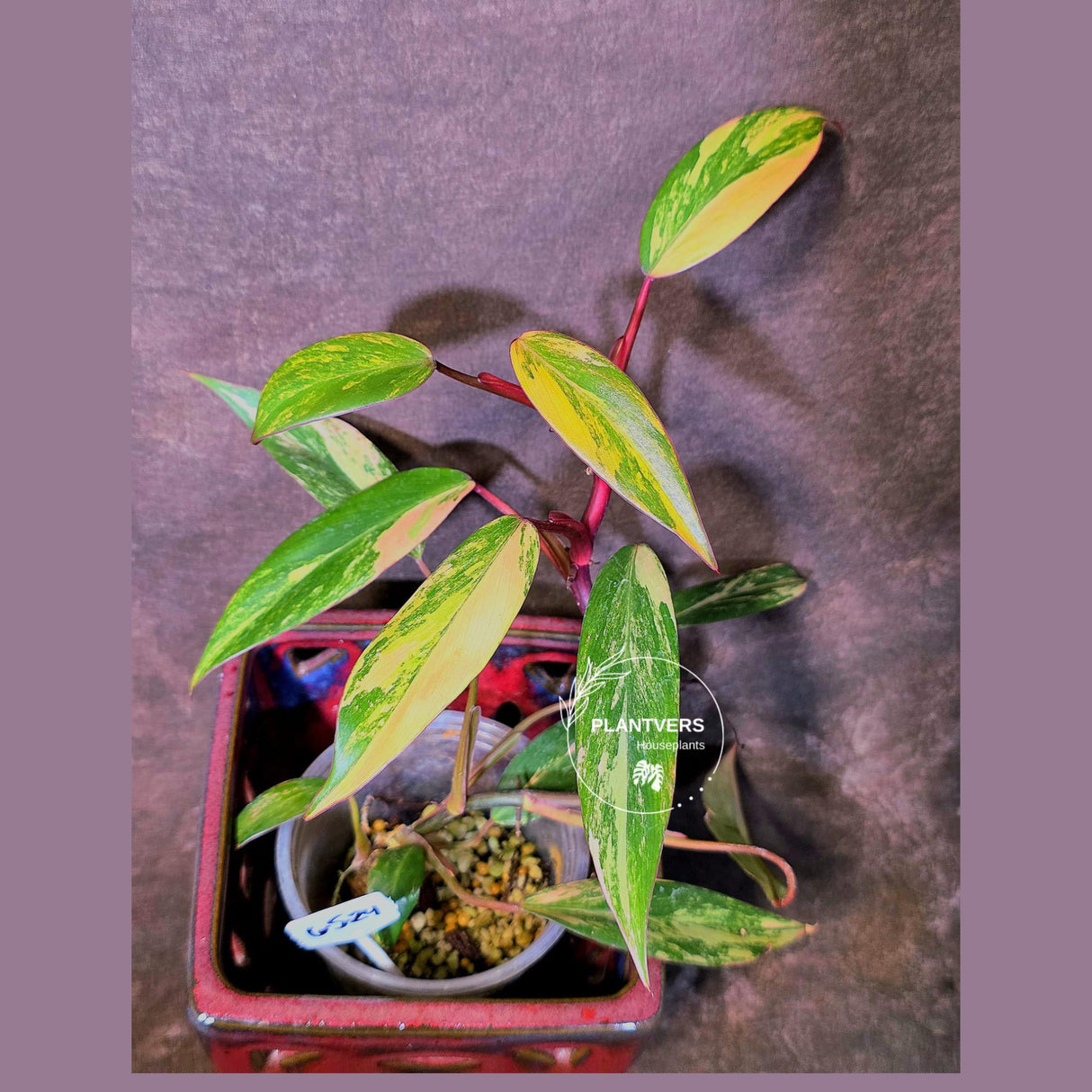 Variegated Philodendron Strawberry Shake Live Plant - EXACT Plant - (6-5-24)