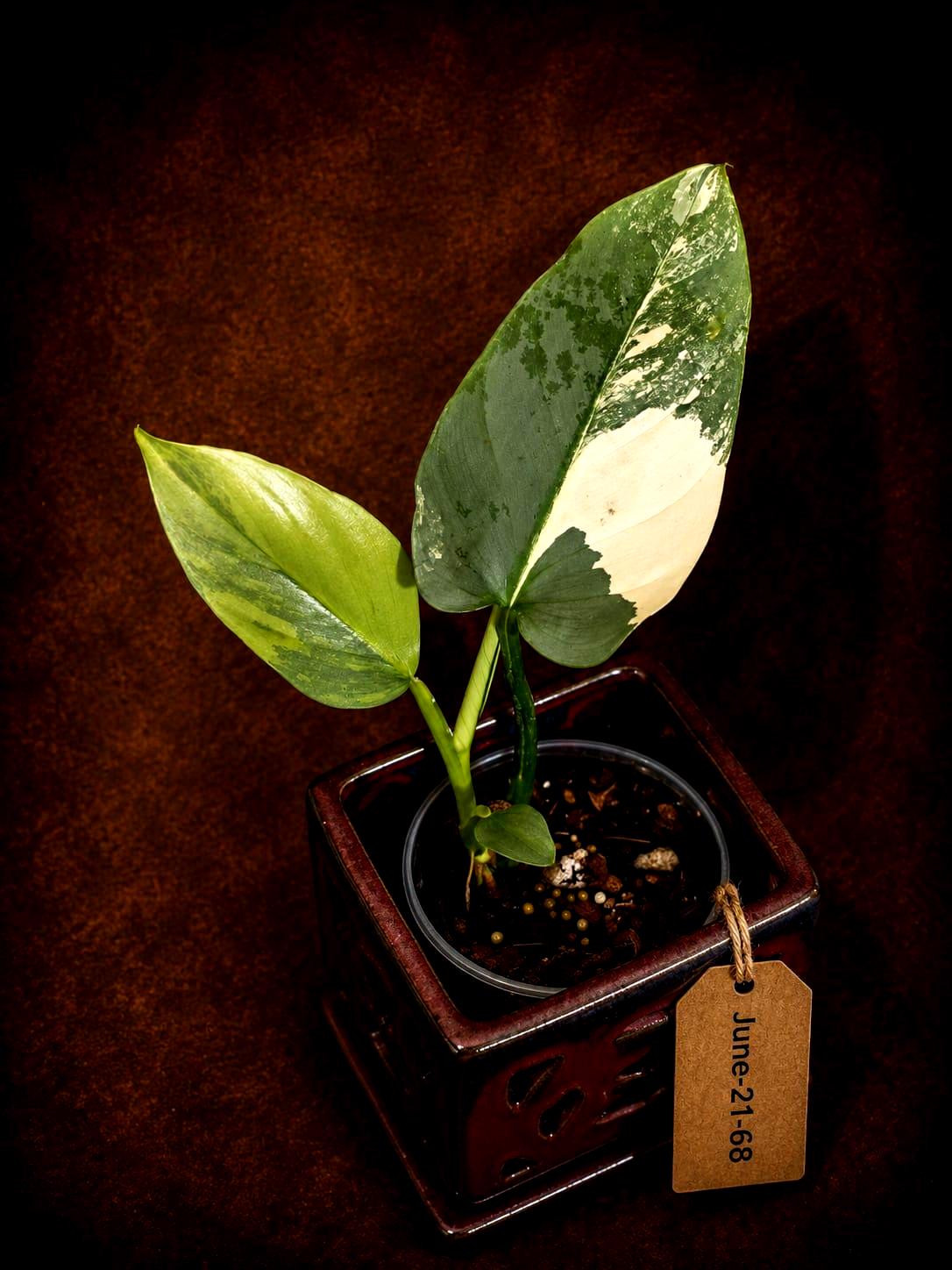 Philodendron Silver Sword Variegated - Rare Exact Plant - (June-21-68)