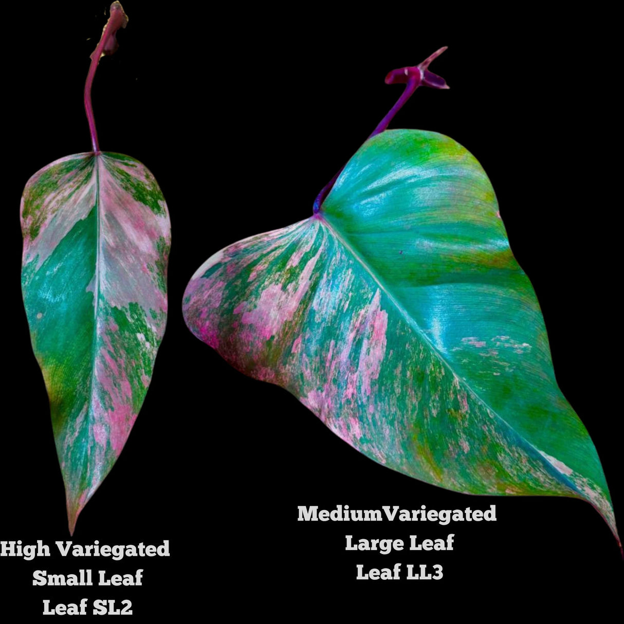 strawberry shake plant Live Indoor Plants