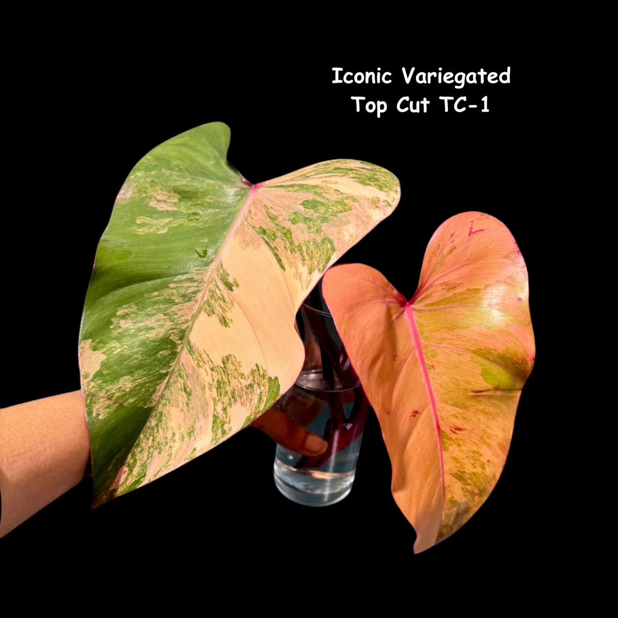 pink philodendron Gift Houseplant