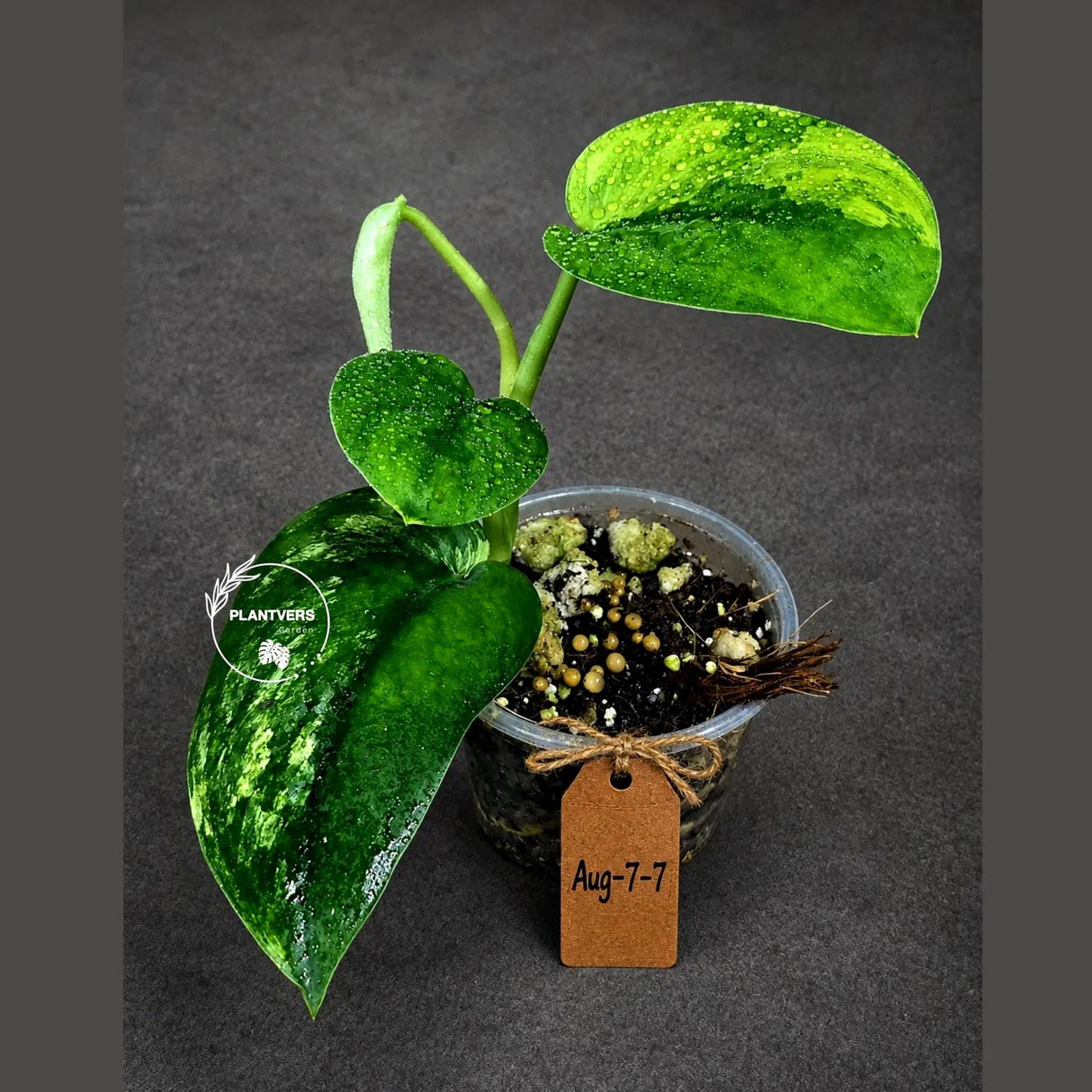 Scindapsus Jade Satin Variegated - Yellow Variegation - (Aug-7-7)