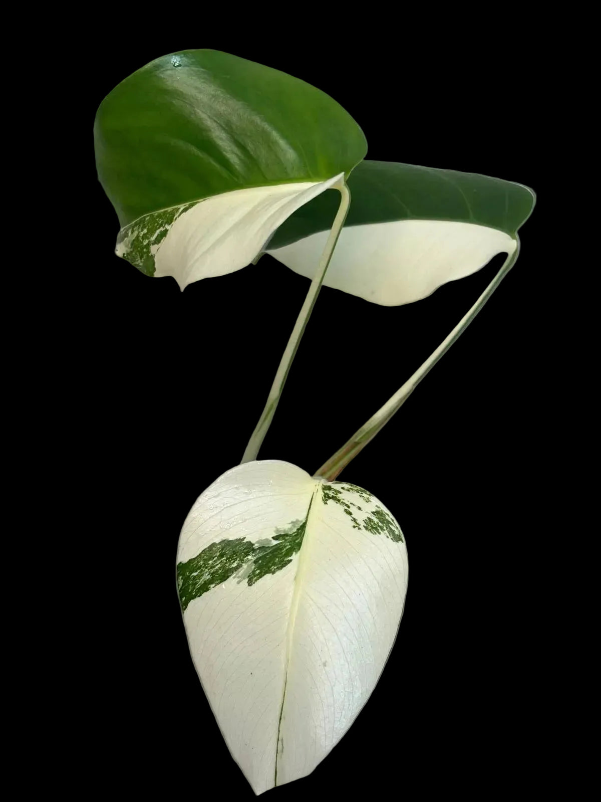 Variegated Monstera albo