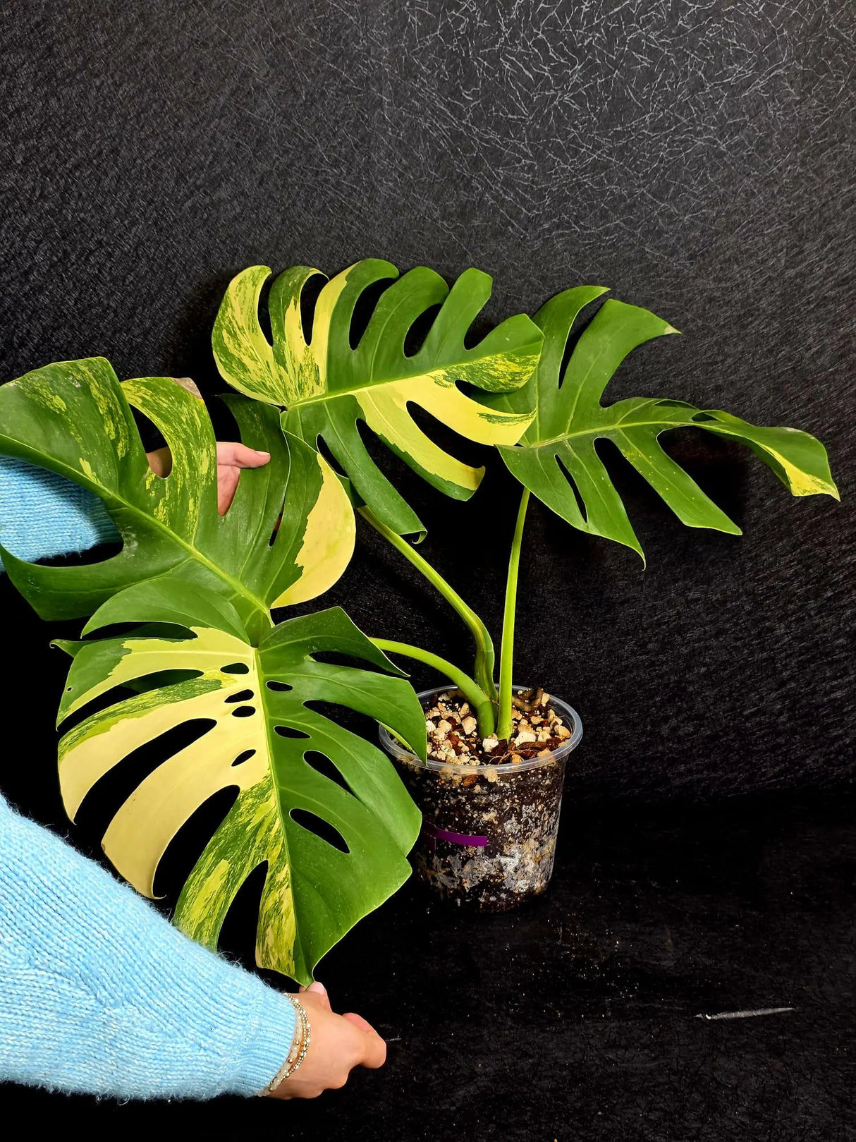 Monstera Aurea Variegated Borsigiana Live plant - Monstera Marmota Large Form - EXACT Same Plant - US Seller