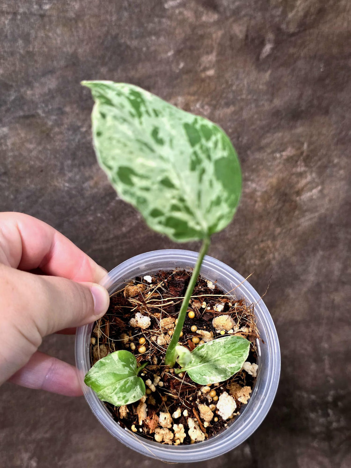 Super Rare Monstera Bulbasaur Variegated Live Plant - Exotic Collector Mint - (July-10-08)